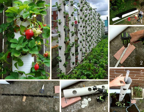 vertical-strawberry-tube-planter