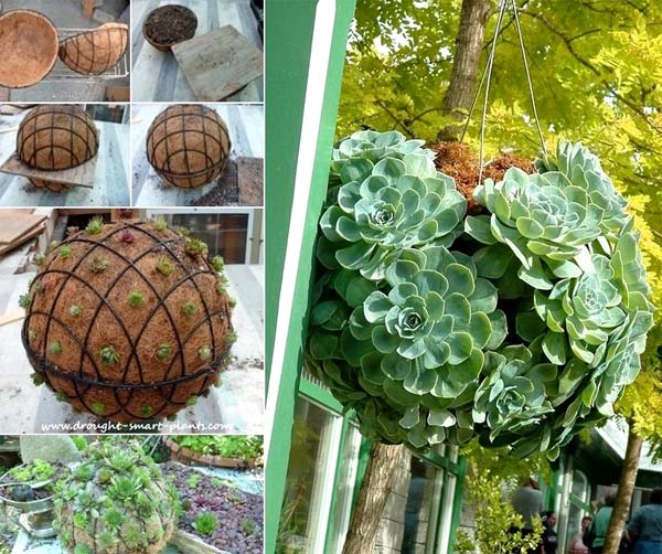 DIY-Hanging-Succulent-Sphere