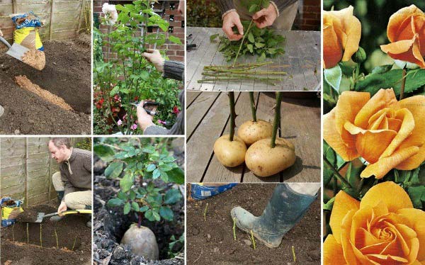 How-to-Propagate-Roses-Using-Potatoes