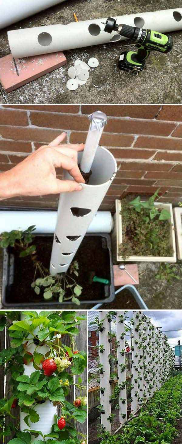 Make_a_Vertical_Strawberry_Tube_Planter