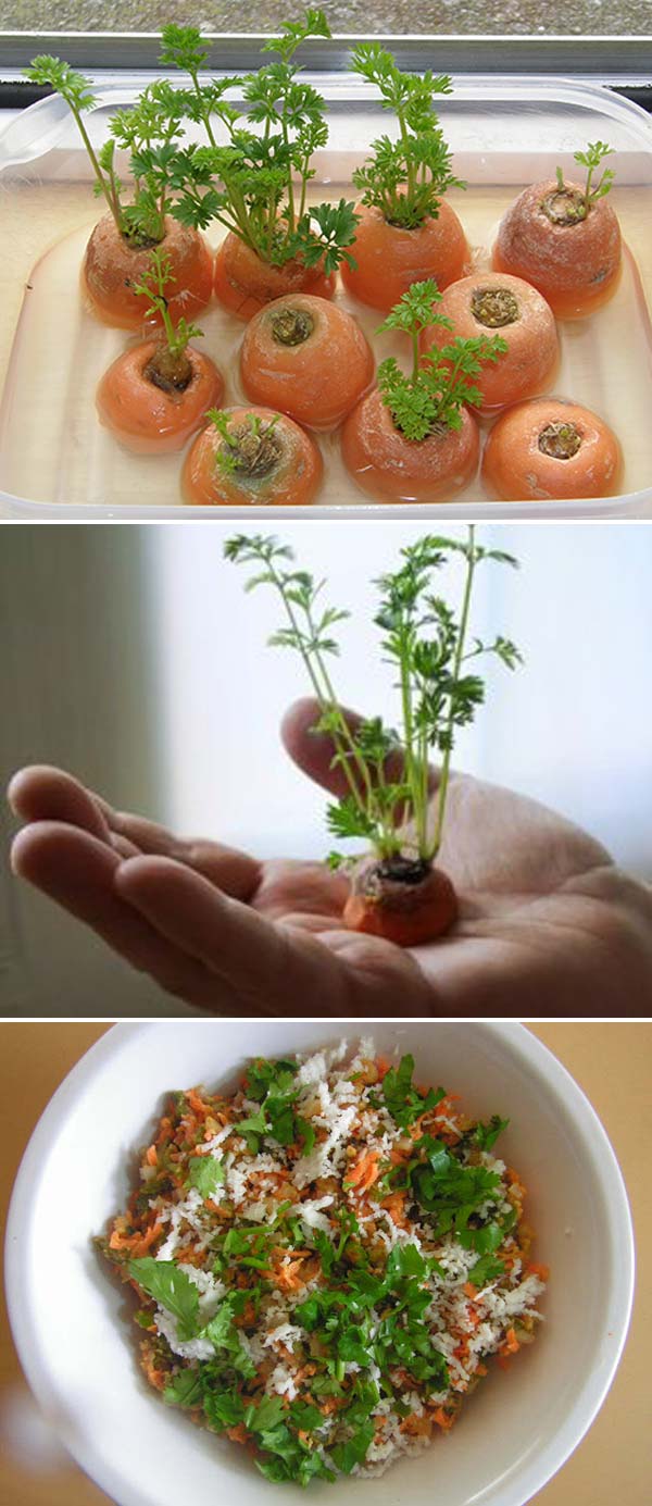 regrow-vegetable-kitchen-1