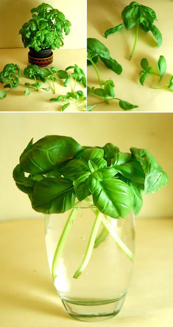 regrow-vegetable-kitchen-2