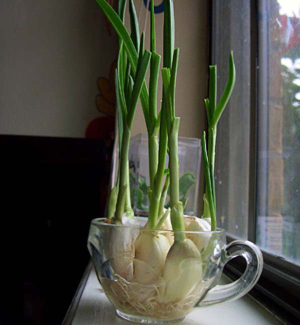 regrow-vegetable-kitchen-3