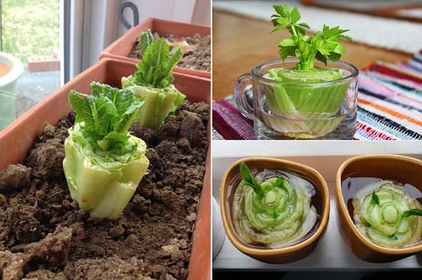 regrow-vegetable-kitchen-4