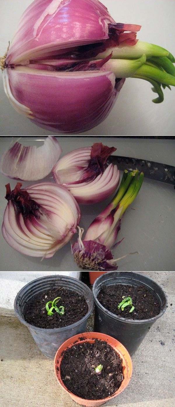 regrow-vegetable-kitchen-8