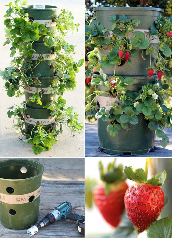 strawberry-tower