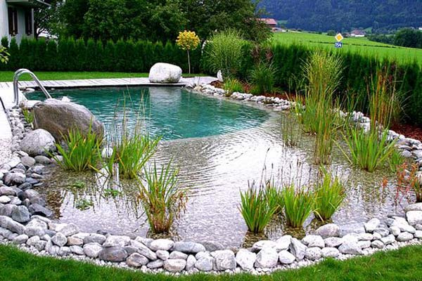 backyard-natural-swimming-pool-17